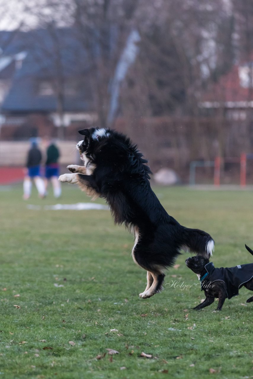 Bild 103 - Hundeshooting